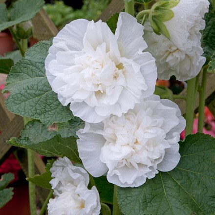 Picture of Alcea rosea Chater's Double Group white-flowered