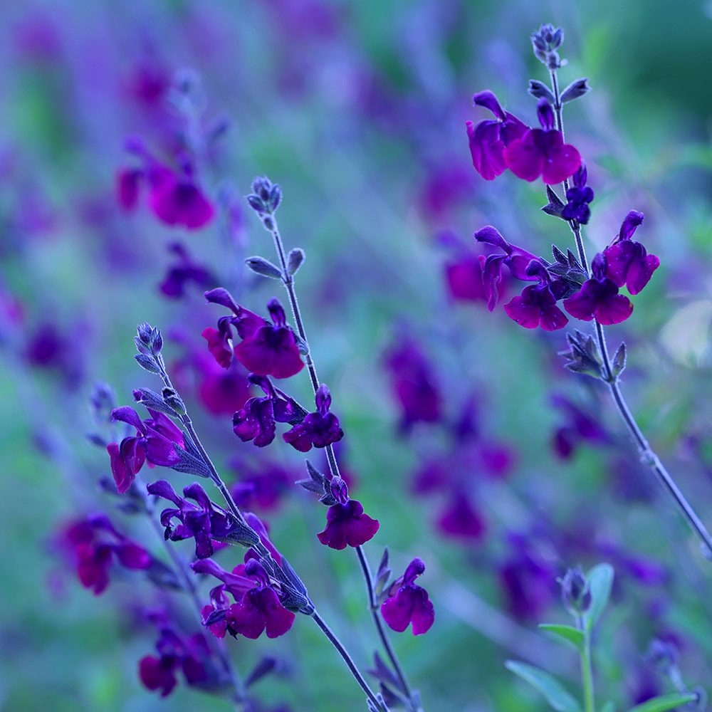 <i>Salvia</i> 'Nachtvlinder'