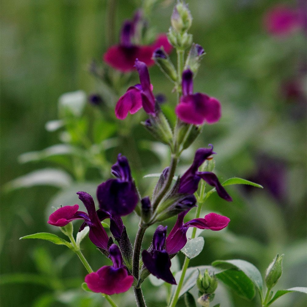 <i>Salvia</i> 'Nachtvlinder'