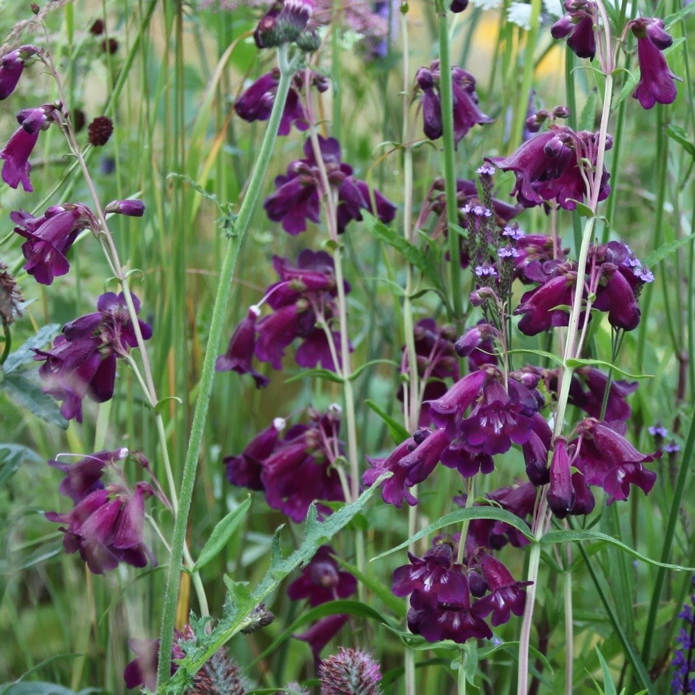 <i>Penstemon</i> 'Raven' (Bird Series)