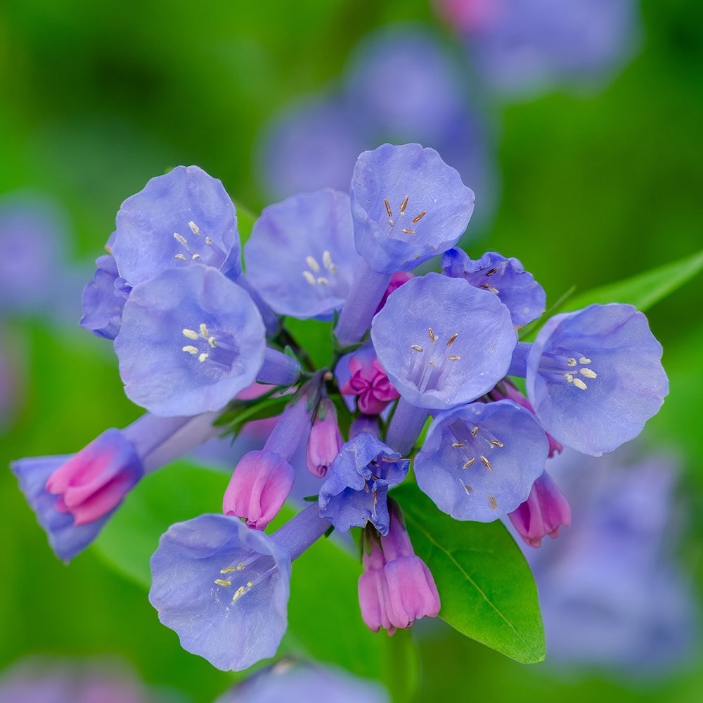 Product options image