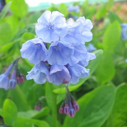 Mertensia virginica