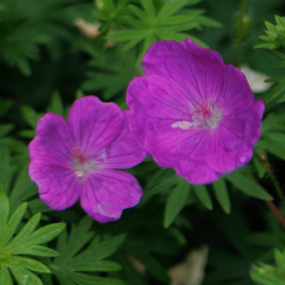 <i>Geranium sanguineum</i> 