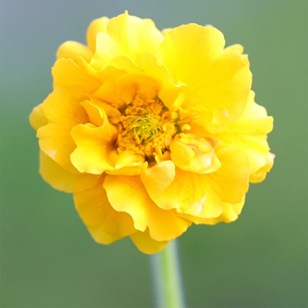 Product options image