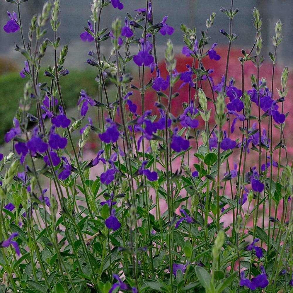 Product options image