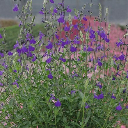 Salvia Blue Note (PBR)