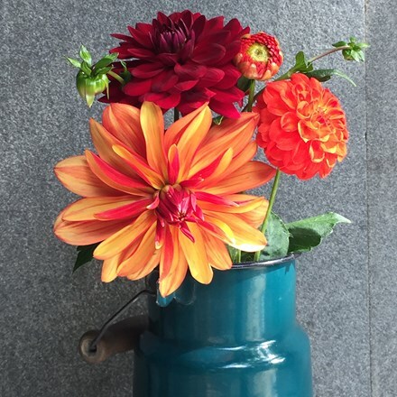 Picture of Chocolate orange dahlia collection