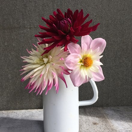 Pink and plum dahlia collection