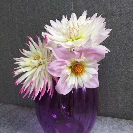 Picture of Romantic dahlia collection
