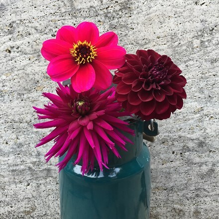 Picture of Plush dahlia collection