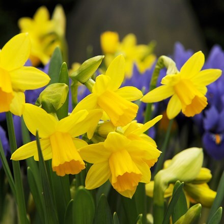 Picture of Narcissus Tête-à-tête - Organic bulbs