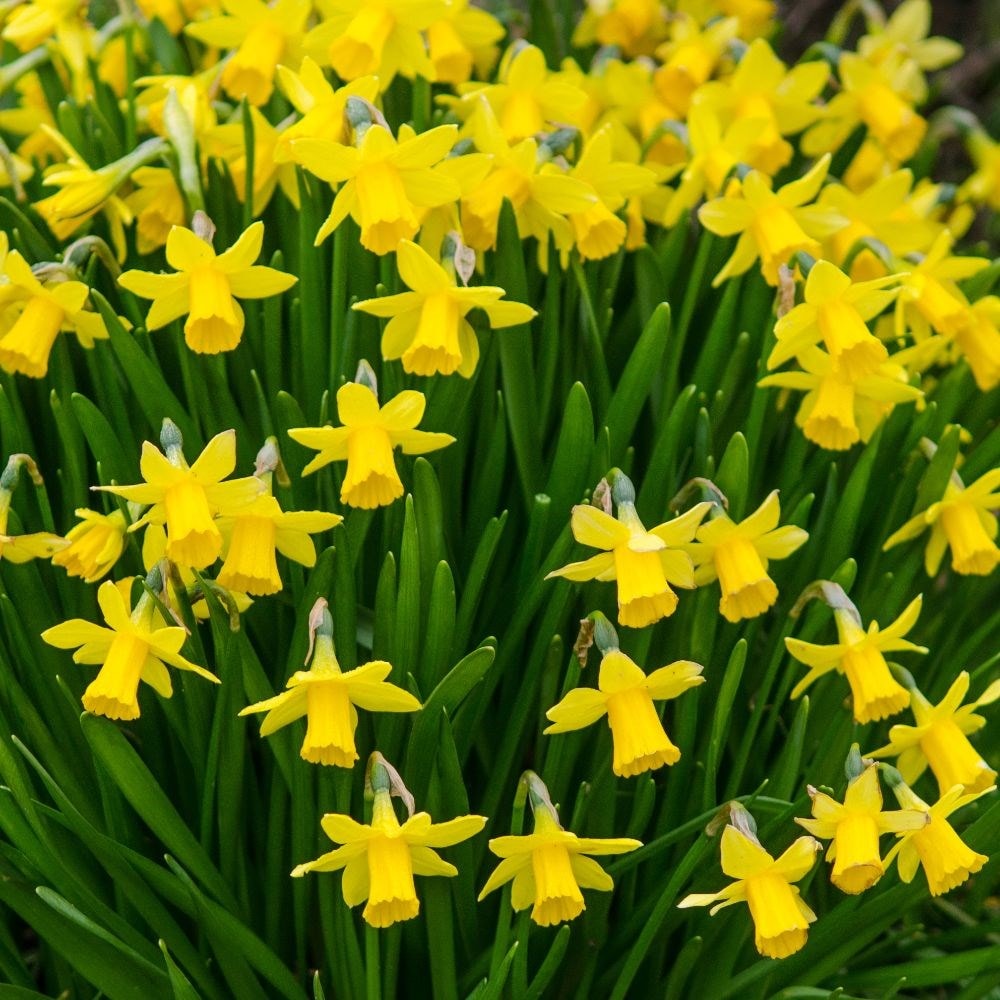 Narcissus Tête à Tête Organic Bulbs