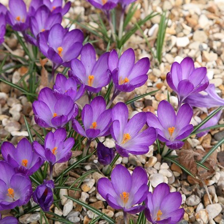 Picture of Crocus Ruby Giant - Organic bulbs