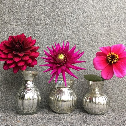 Picture of Ruby jewels dahlia collection