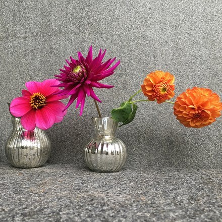 Picture of Persian carpet dahlia collection
