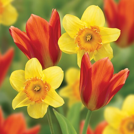Picture of Spanish sunset bulb collection