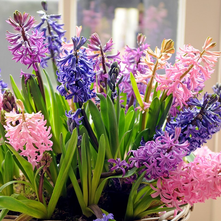 Pastel shades garden hyacinth collection