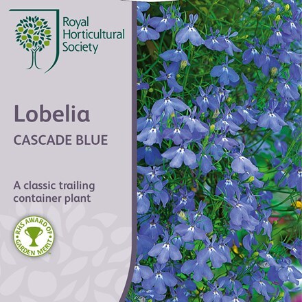 Picture of Lobelia erinus Cascade Series