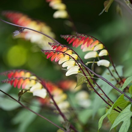 Picture of Ipomoea lobata
