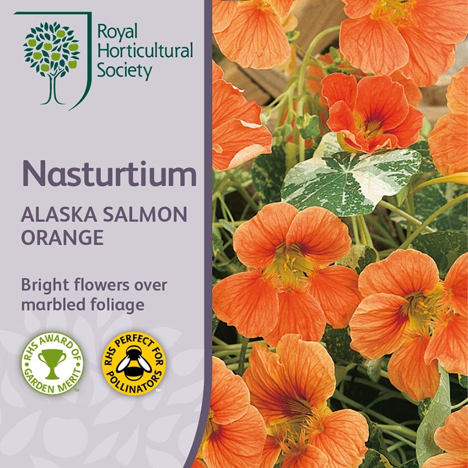 <i>Tropaeolum majus</i> 'Alaska Salmon Orange'