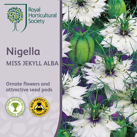 Picture of Nigella damascena Miss Jekyll Alba