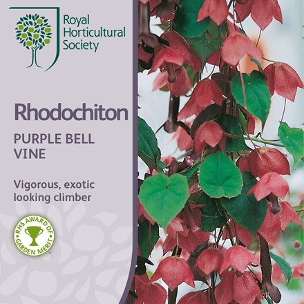 Picture of Rhodochiton atrosanguineus