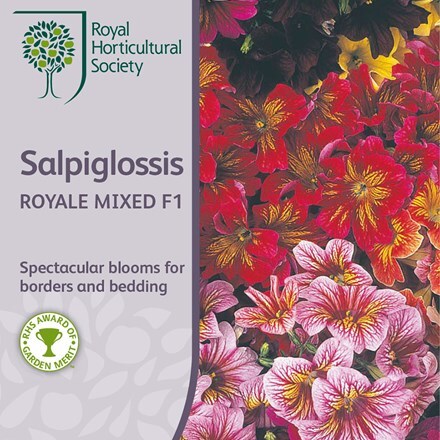 Picture of Salpiglossis sinuata Royale Series