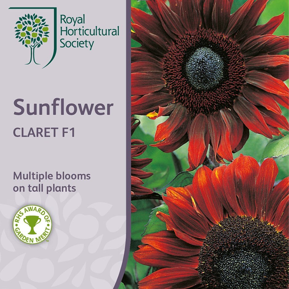 Buy Sunflower Claret F1 Helianthus Annuus Claret 2 4 Delivery By Crocus