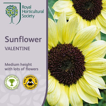 Picture of Helianthus annuus Valentine