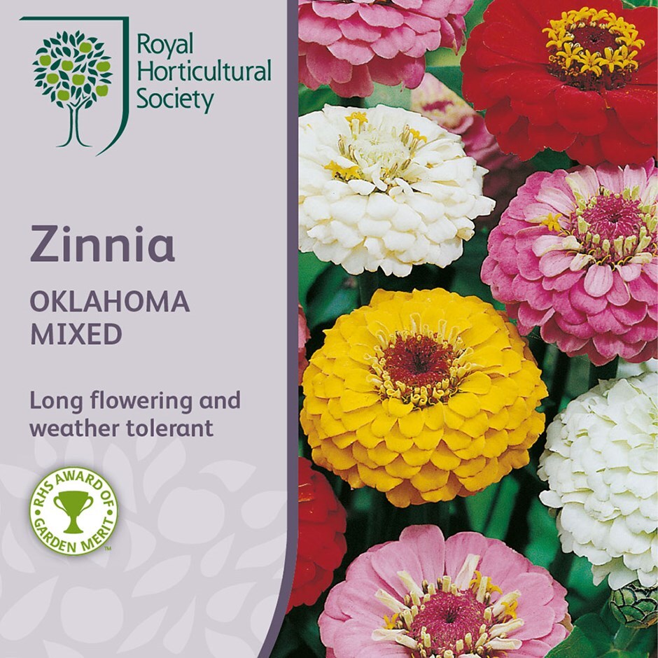 Buy Zinnia Oklahoma Mixed Zinnia Oklahoma Mixed Oklahoma Series 2 55 Delivery By Crocus Buy Zinnia Oklahoma Mixed Zinnia Oklahoma Mixed Oklahoma Series 2 55 Delivery By Crocus