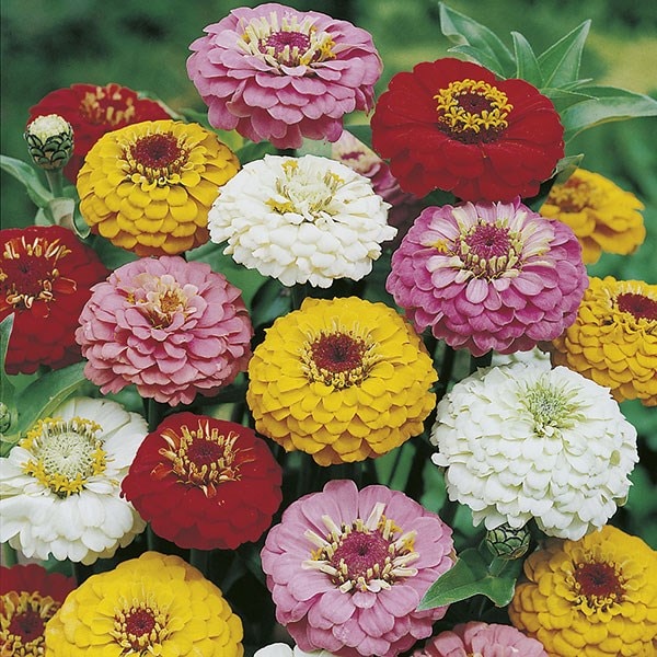 Buy Zinnia Oklahoma Mixed Zinnia Oklahoma Mixed Oklahoma Series 2 55 Delivery By Crocus