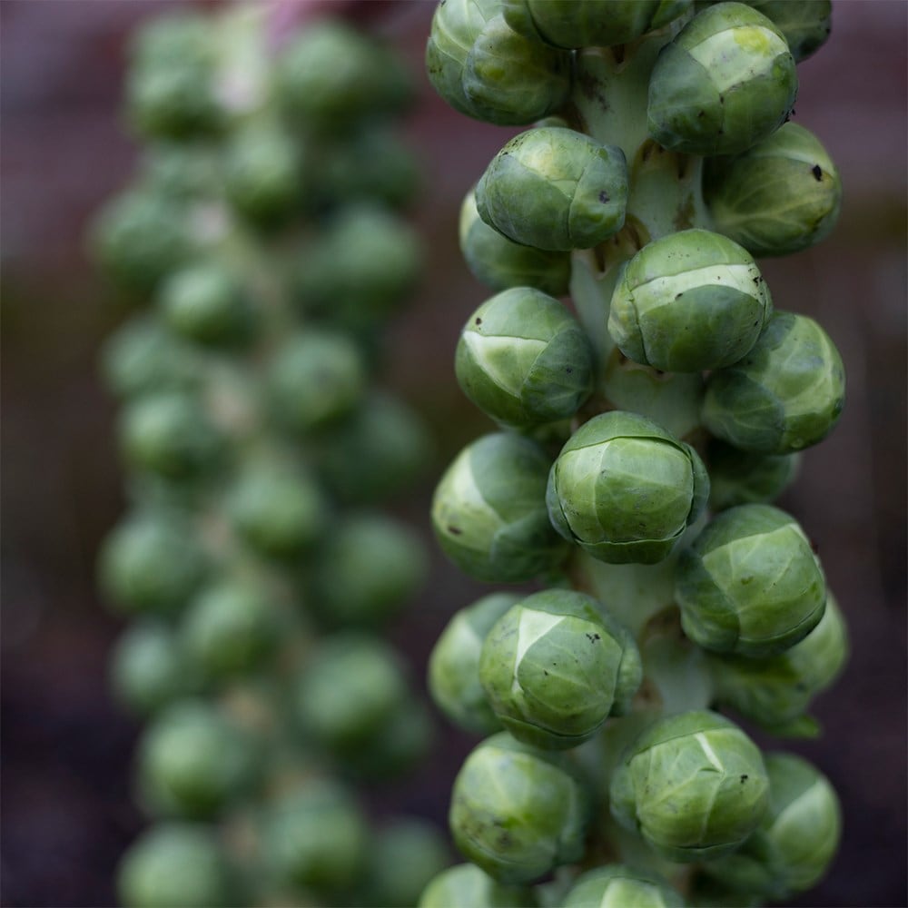 Product options image