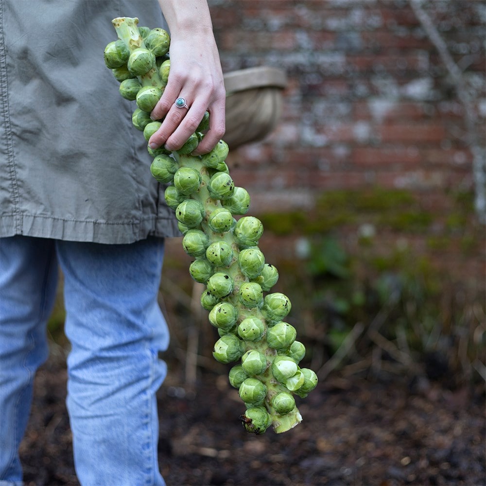 brussels sprout 'Brodie' F1