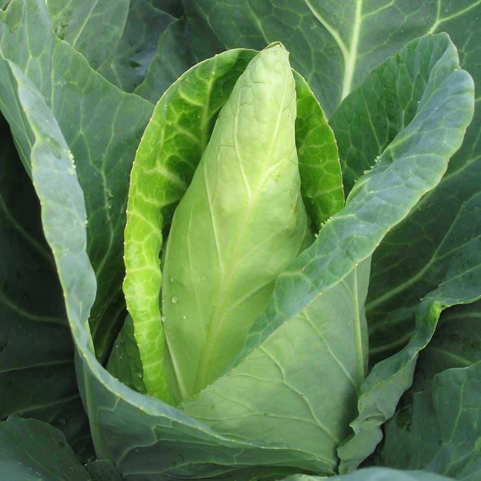 cabbage 'Caraflex' F1