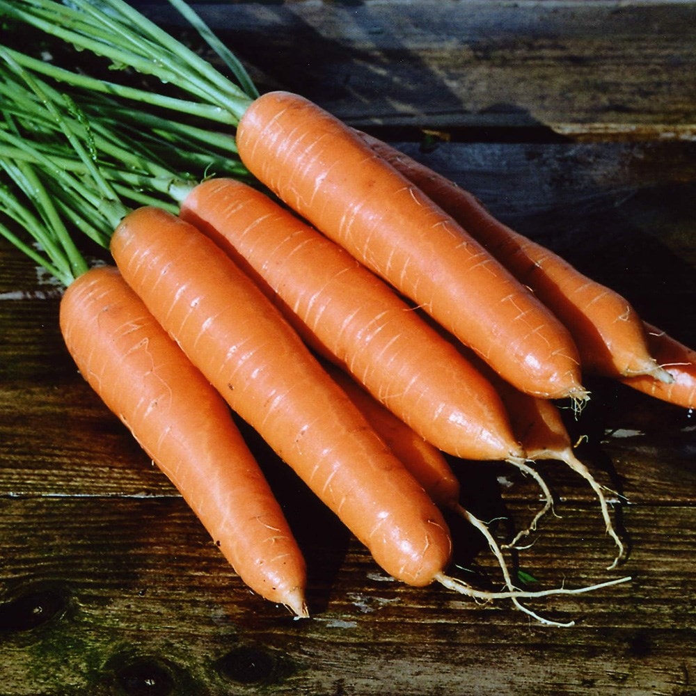 carrot or Daucus carota 'Eskimo' F1