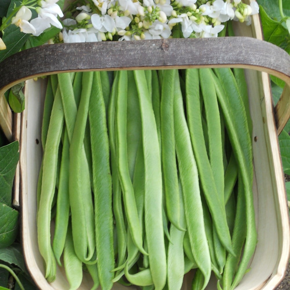 bean (runner) 'Moonlight' (PBR)