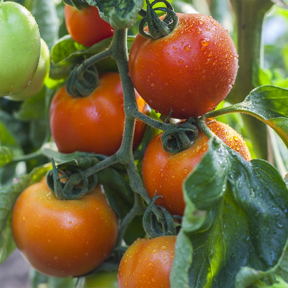 Product options image