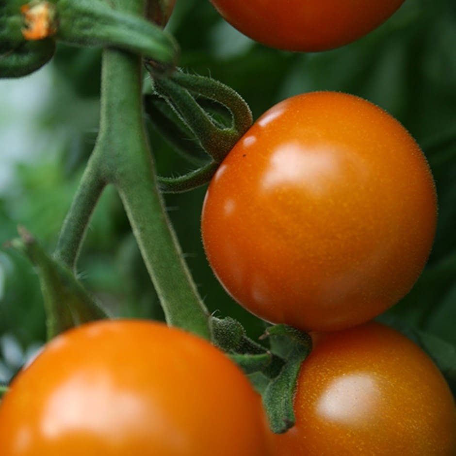 tomato (cherry) 'Sungold' F1