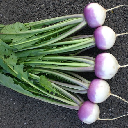 Picture of turnip Sweet Bell