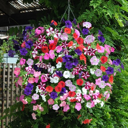 Picture of Petunia Easy Wave Mixed