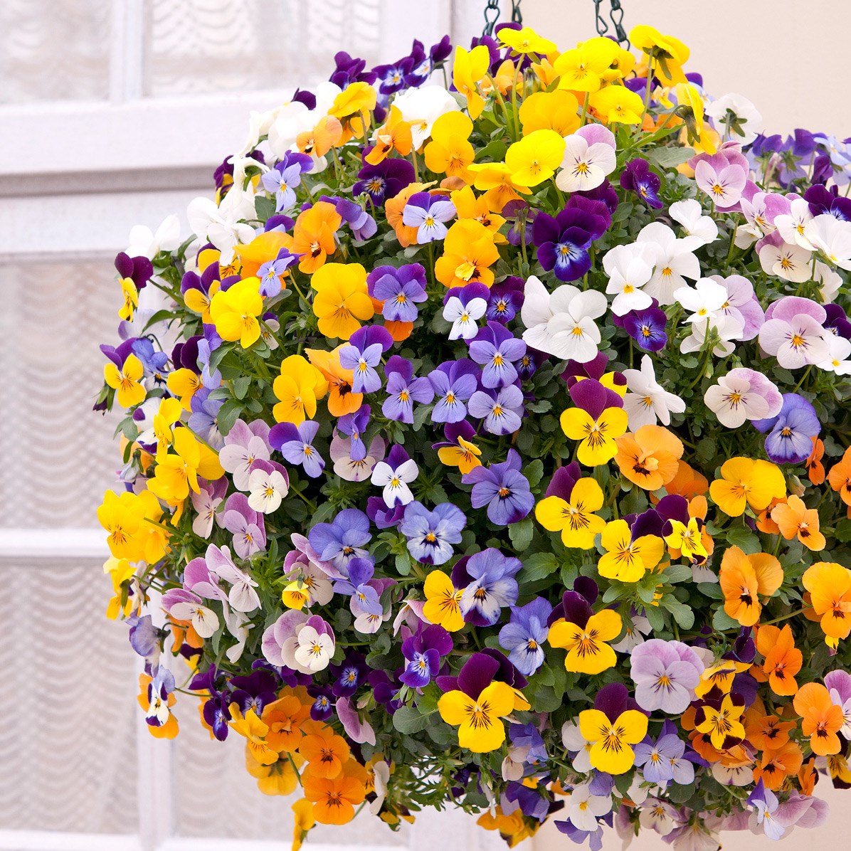 <i>Viola</i> <b>Teardrops F1 Mixed</b>