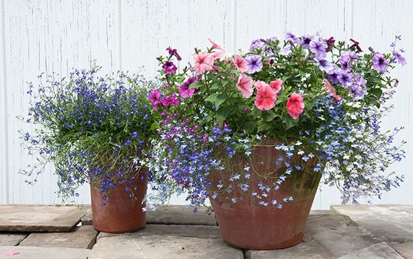 Hanging basket bedding plant collection