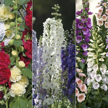 Picture of Cottage garden perennial collection of 60 plants