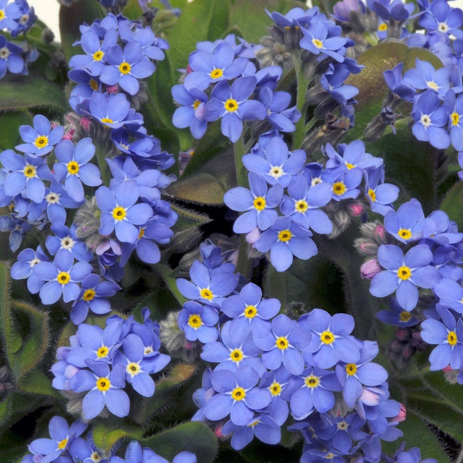 Forget Me Not 'Sylvia Blue'