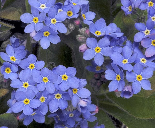 Forget Me Not 'Sylvia Blue'