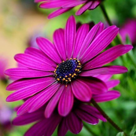 Picture of Osteospermum Sunny Mary (Sunny Series)