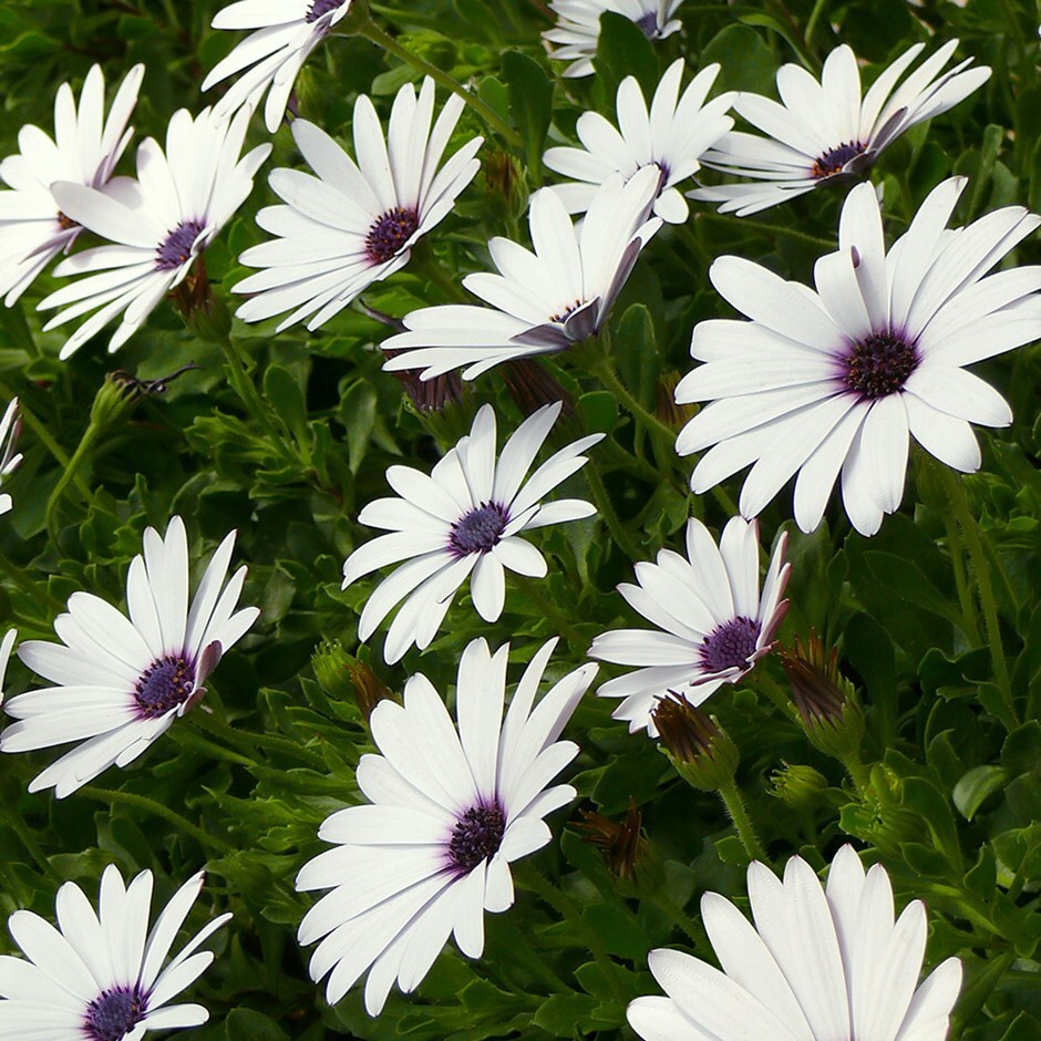 <i>Osteospermum</i> <b class=small-caps>Flowerpower Ice White</b> ('KLEO06123') (Flowerpower Series)