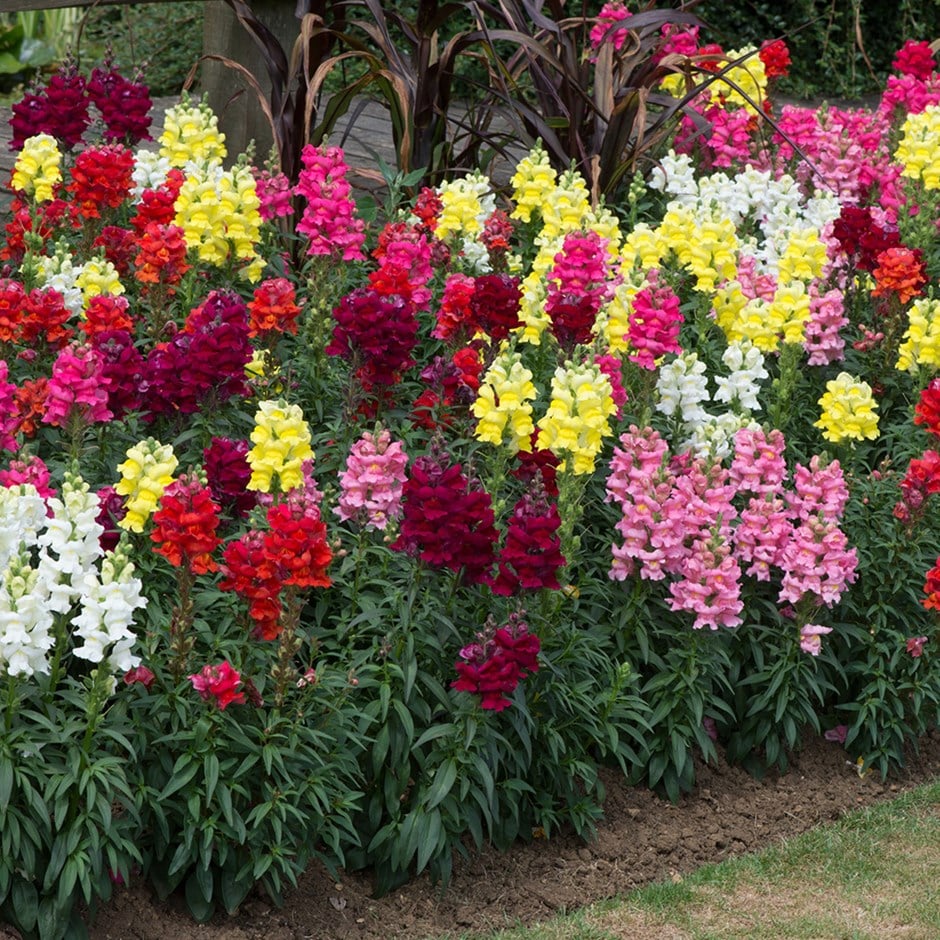 <i>Antirrhinum majus</i> Sonnet Series mixed