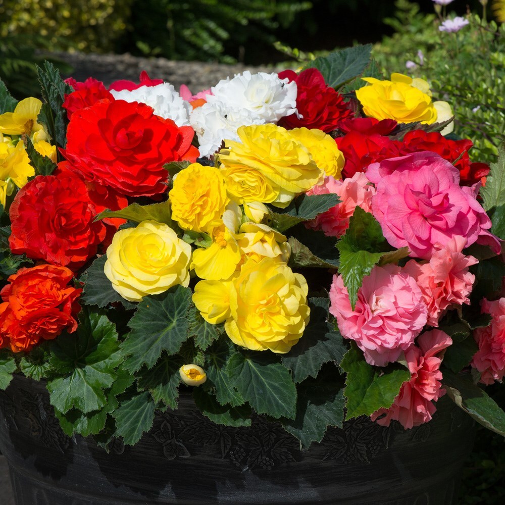 Buy 40 Plus 20 FREE Large Plug Plants Begonia 'Non-Stop Mixed'