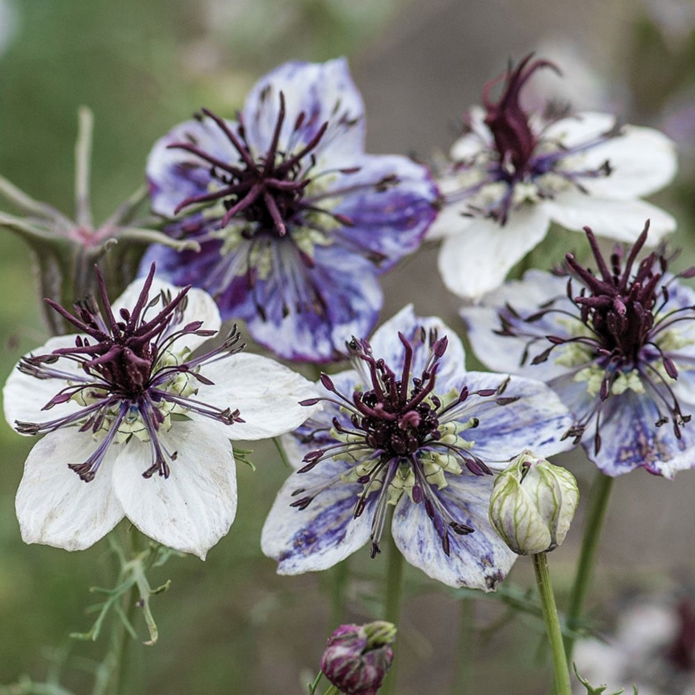 <i>Nigella papillosa</i> 'Delft Blue'